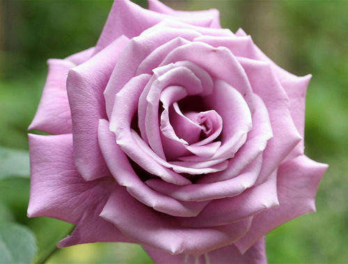 Soft Purple Rose seeds (Packet of 10 seeds)