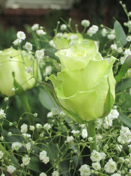 Lime Rose seeds (10 seeds per packet)