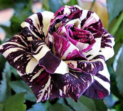 Rare Black Dragon Rose seeds (Packet of 15 seeds)