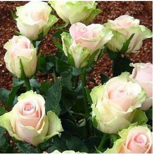 Rare Dancing Queen Rose seeds (Packet of 15 seeds)