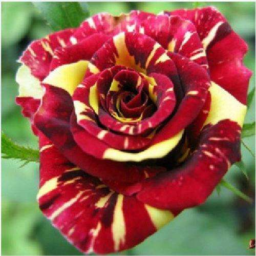 Rare Meteor Shower Rose seeds (Packet of 10 seeds)