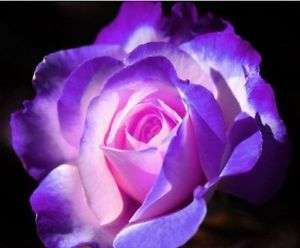 Rare Stifling Remorse Rose Seeds (Packet of 15 seeds)