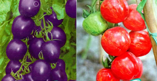 Multicolour Organic Tomato Pack - 30 Varieties (Packet of 80 seeds)