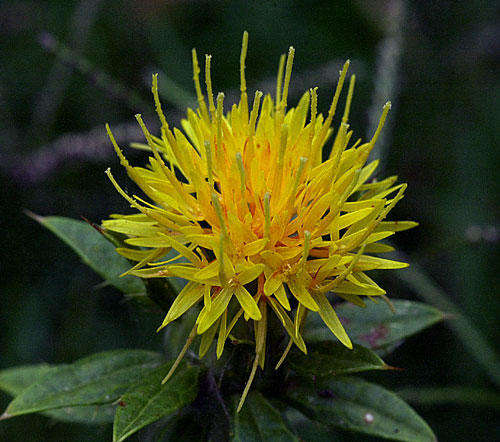 Safflower seeds (Packet of 10 seeds)
