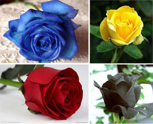 Rose seeds (10 seeds yellow, 10 blue, 10 red, 10 black per order)
