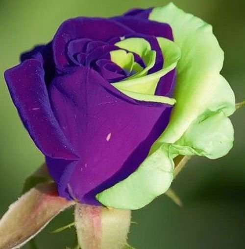 Rare Purple/Green rose seeds (packet of 15 seeds)
