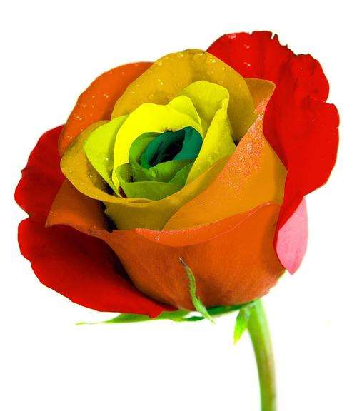 Multi-colored Rose seeds (10 seeds per packet)