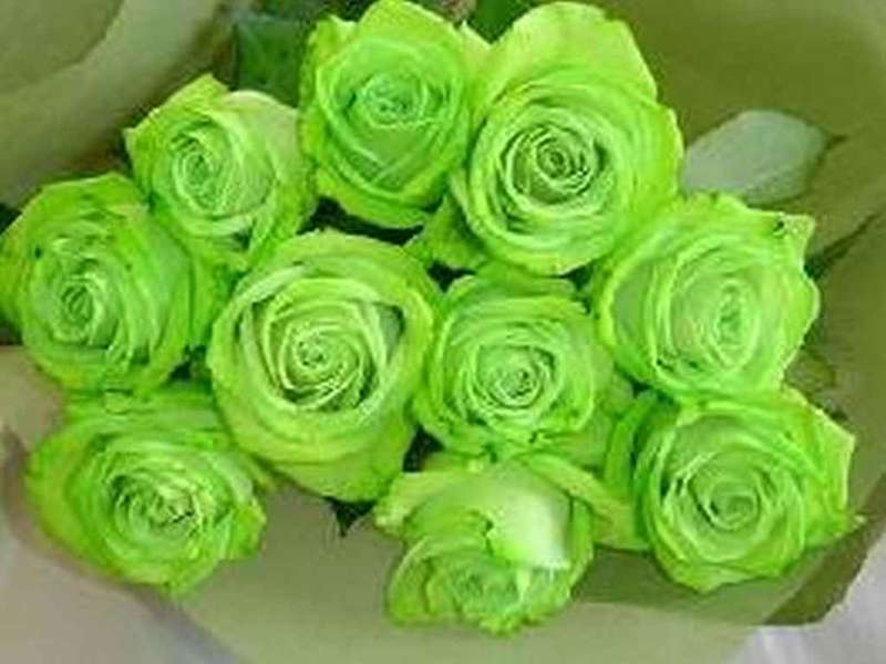 Green Rose seeds (10 seeds) SPECIAL