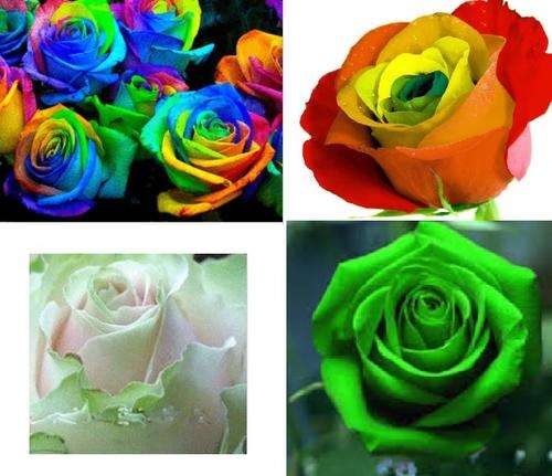 Rose seed Special - 10 seeds green, 10 seeds multi-coloured, 10 seeds rainbow, 10 seed dancing queen