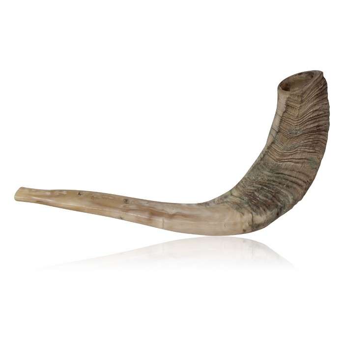 Natural Ram Horn Shofar - Large