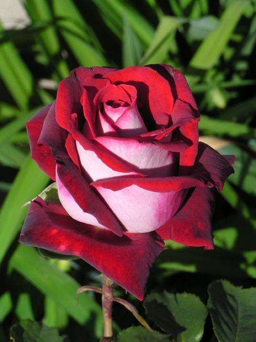 Osiria Rose seeds (10 seeds per packet)