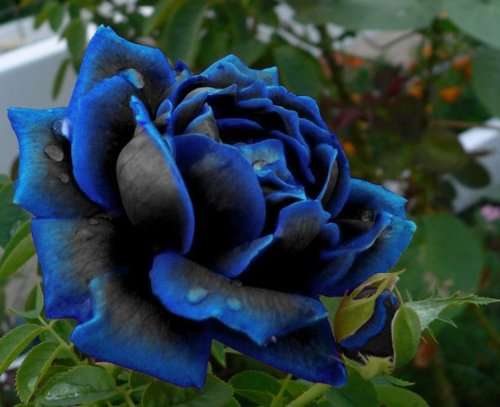 Midnight Supreme Rose seeds (10 seeds per packet)