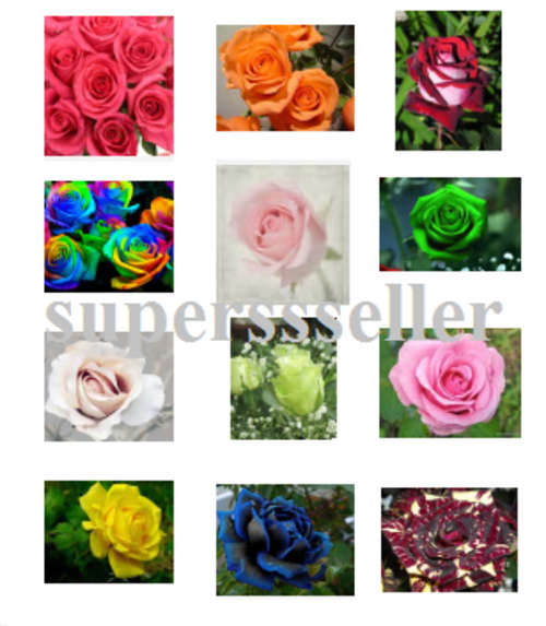 Rose seeds SPECIAL!! 12 colours - 10 seeds of each colour only R75