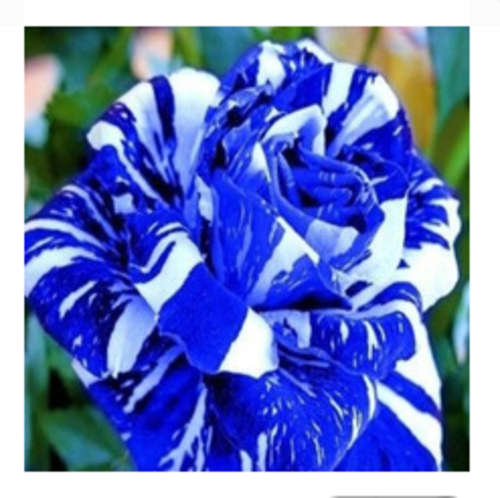 Blue Dragon Rose (packet of 10 seeds)