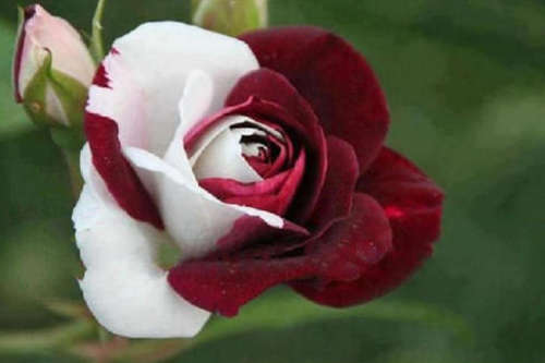 Ruby Rose  (packet of 10 seeds)