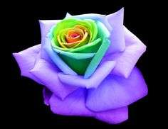 NEW Purple Rainbow Rose seeds (10 seeds per packet)