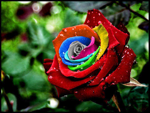 NEW Dark Rainbow rose seeds (packet of 10 seeds)