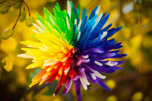NEW! Rainbow Chrysanthemum Flower seeds (10 seeds)
