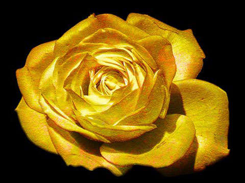 RARE Gold Rose (10 seeds)