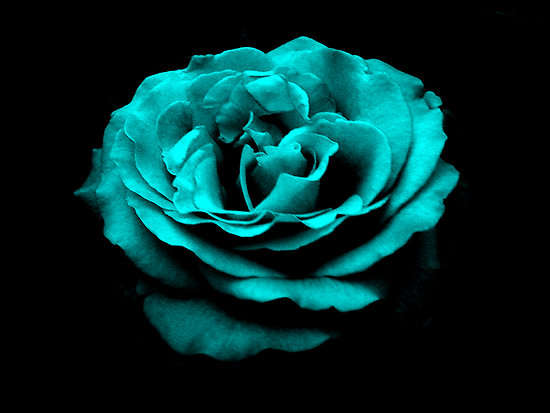 Turquoise Rose (Packet of 10 seeds)