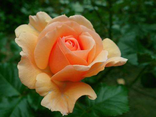 Apricot rose seeds (10 seeds per packet)