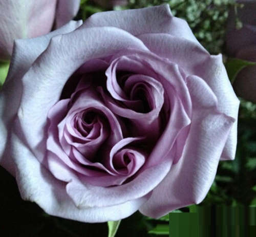 Rare: Rose with 3 spirals rose seeds (10 seeds per packet) soft purple