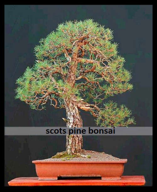 Scots Pine Bonsai Tree (5 seeds)