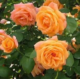 Orange Climbing Rose (Packet of 10 seeds)