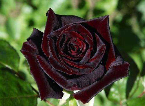 Black Baccara Rose seeds (Packet of 10 seeds)
