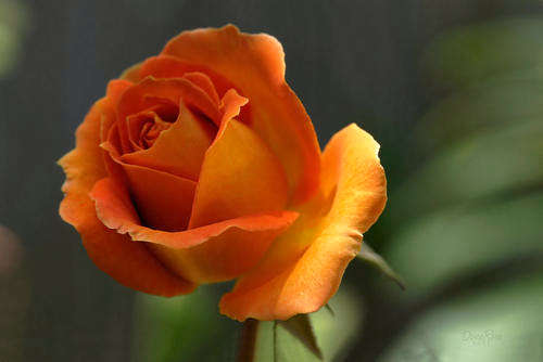 Brass Band Rose seeds (Packet of 10 seeds)