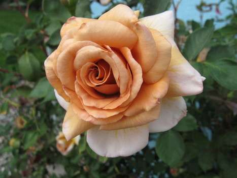 Irish Cream Rose seeds (Packet of 10 seeds)