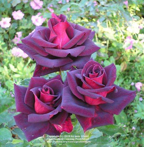 Abracadabra Rose seeds (Packet of 10 seeds)