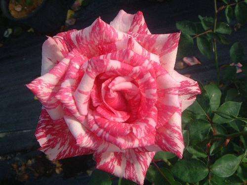 Pink Candy Stripe Rose seeds (Packet of 10 seeds)