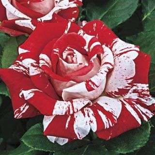 Red Dragon Rose seeds (Packet of 10 seeds)