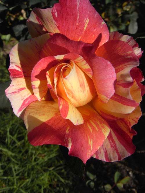 Yellow Candy Stripe Rose seeds (Packet of 10 seeds)
