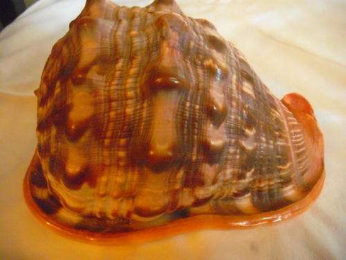 SEA SHELL
