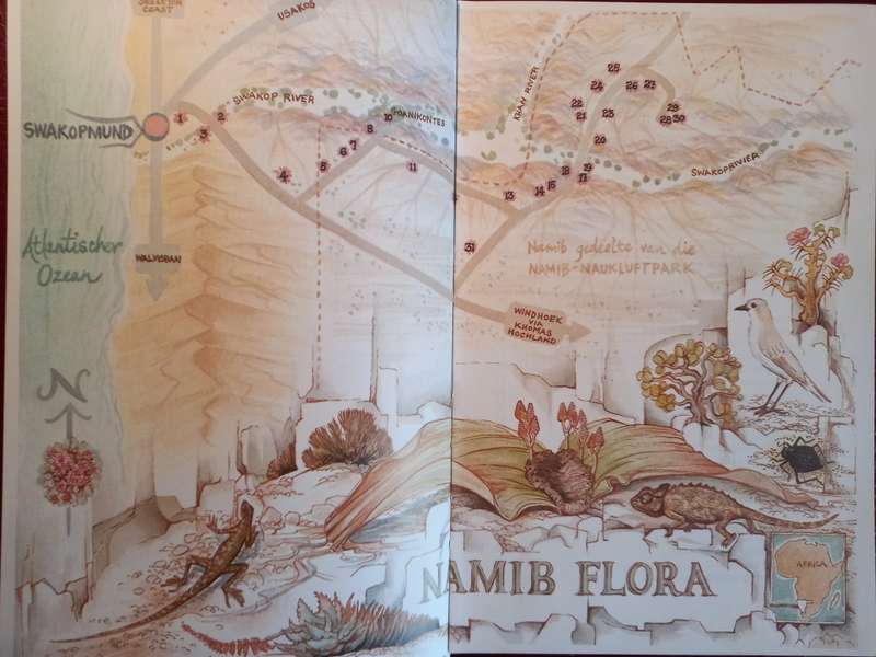 Namib Flora - Swakopmund to the Giant Welwitschia via Goanikontes by Patricia Craven and Christine M