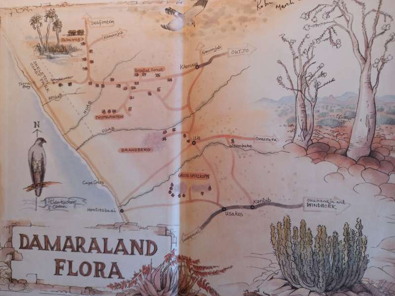 Damaraland Flora - Spitzkoppe, Brandberg, Twyfelfontein by Patricia Craven and Christine Marais
