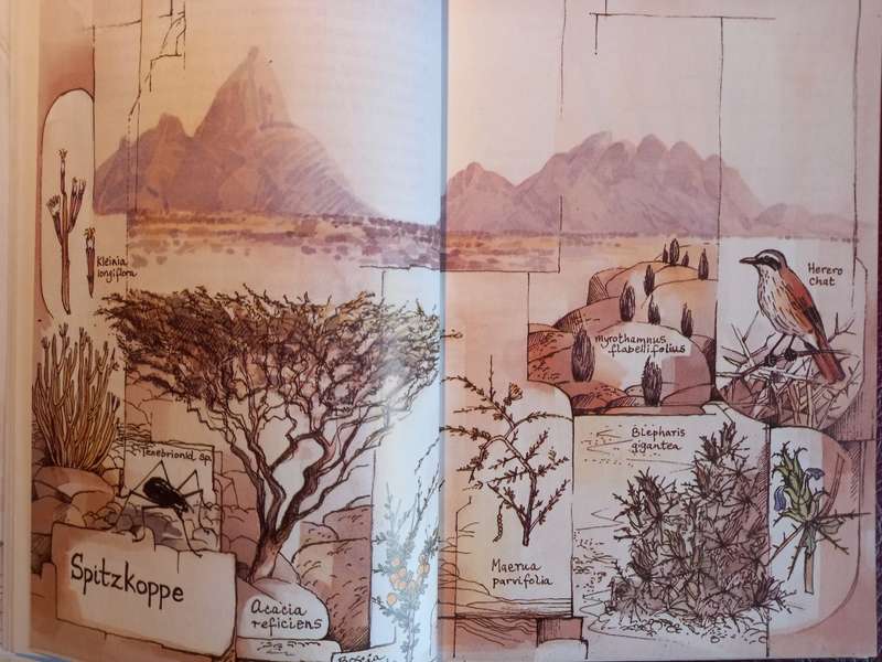 Damaraland Flora - Spitzkoppe, Brandberg, Twyfelfontein by Patricia Craven and Christine Marais