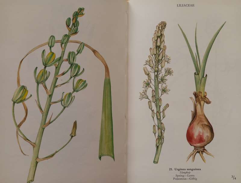 Wild Flowers of the Northern Cape / Veldblomme van Noord-Kaapland