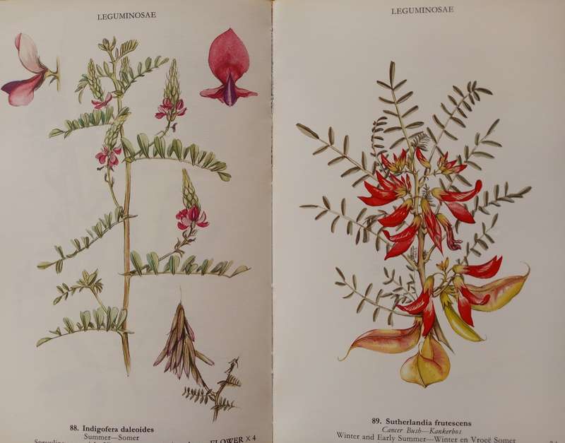 Wild Flowers of the Northern Cape / Veldblomme van Noord-Kaapland