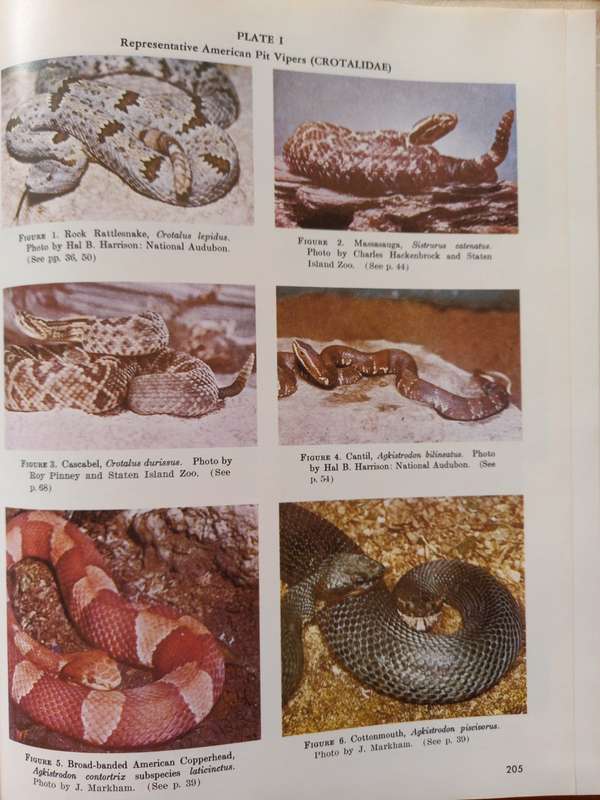 Poisonous Snakes of the World