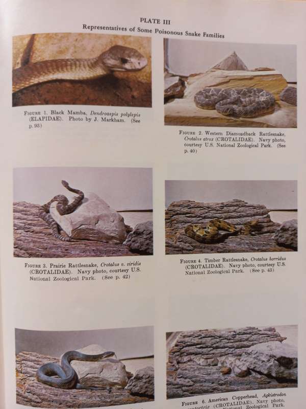 Poisonous Snakes of the World