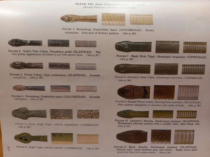 Poisonous Snakes of the World