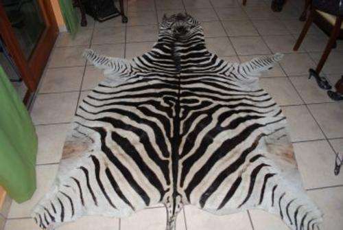 Zebra Hide / Skin