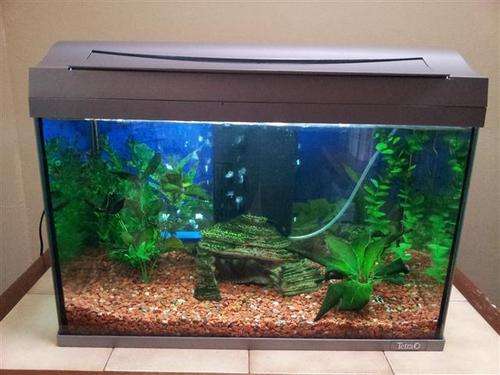 Fish tank and accessories