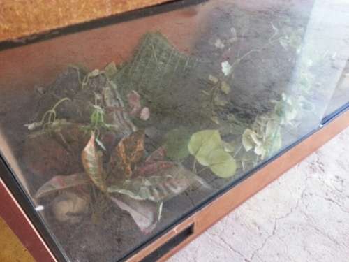 Reptile Enclosure (Complete with Plants and fittings)