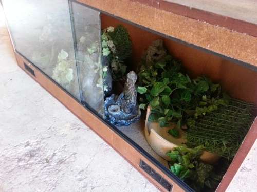Reptile Enclosure (Complete with Plants and fittings)