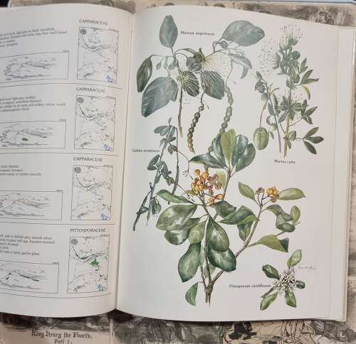 Trees and Shrubs of the Witwatersrand Magaliesberg and Pilanesberg by Joan Van Gogh - Hardcover