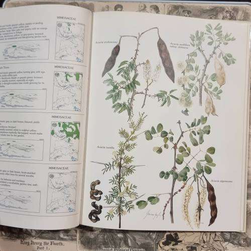 Trees and Shrubs of the Witwatersrand Magaliesberg and Pilanesberg by Joan Van Gogh - Hardcover